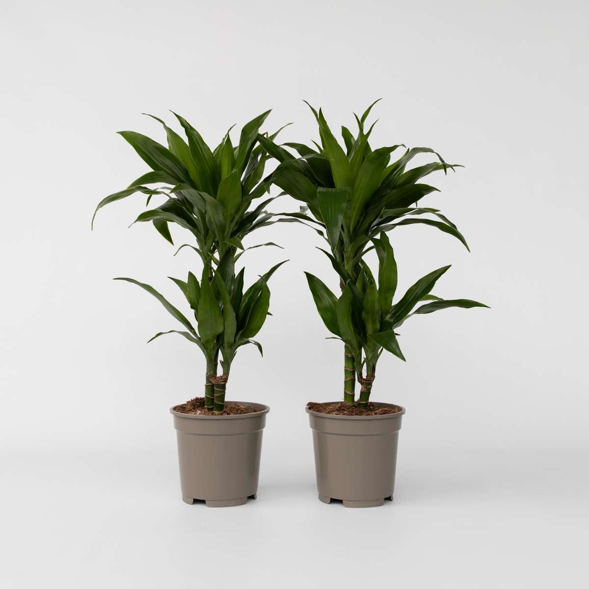 Dracaena Banddracena - Set Om 2 - Dracaena Deremensis Janet Craig - Höjd 60-70Cm - ⌀17Cm