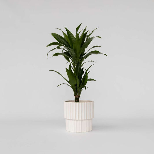 Florastore Banddracena - Dracaena Deremensis 'Janet Craig' - Höjd 60-70Cm - ⌀17Cm