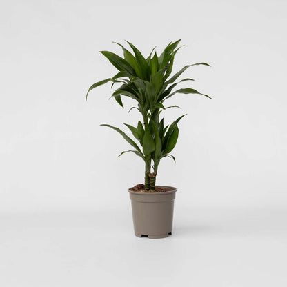 Dracaena Banddracena - Dracaena Deremensis 'Janet Craig' - Höjd 60-70Cm - ⌀17Cm