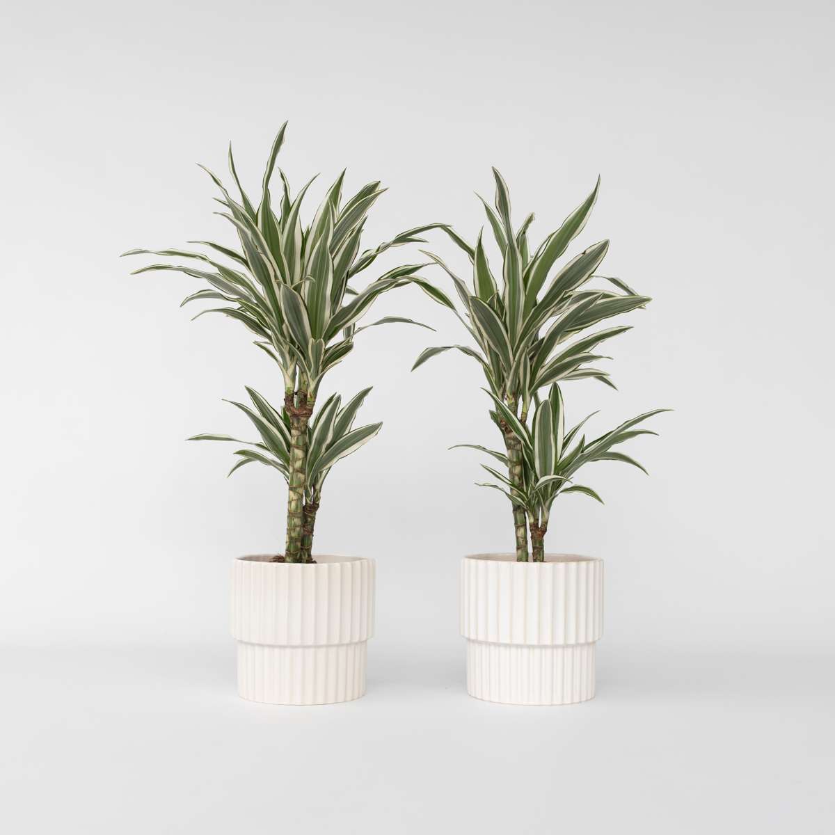 Florastore Banddracena - Set Om 2 - Dracaena 'White Stripe' - Höjd 60-70Cm - ⌀17Cm