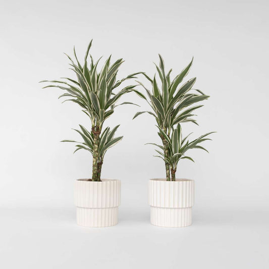 Florastore Banddracena - Set Om 2 - Dracaena 'White Stripe' - Höjd 60-70Cm - ⌀17Cm