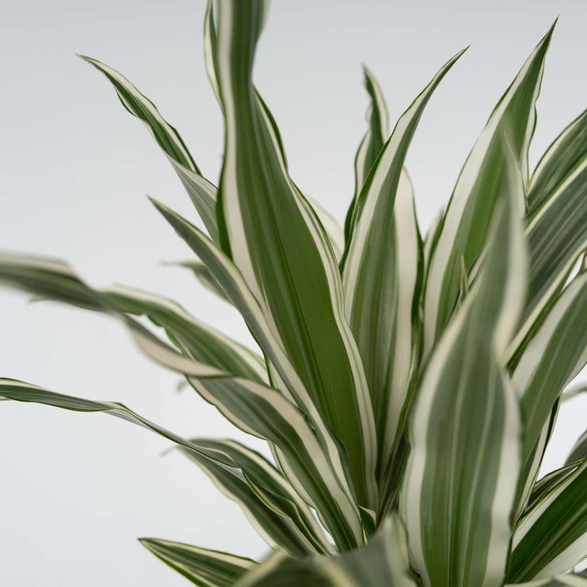 Out Of Category Houseplants Banddracena - Set Om 2 - Dracaena 'White Stripe' - Höjd 60-70Cm - ⌀17Cm