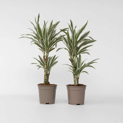 Out Of Category Houseplants Banddracena - Set Om 2 - Dracaena 'White Stripe' - Höjd 60-70Cm - ⌀17Cm