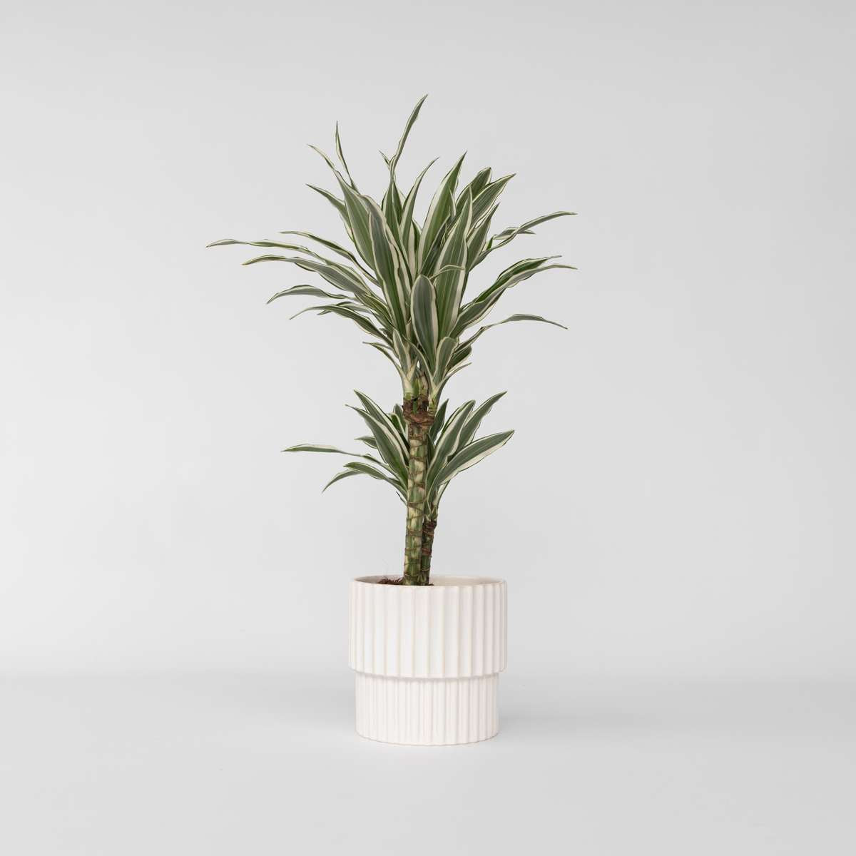Dracaena Banddracena - Dracaena Deremensis 'White Stripe' - Höjd 60-70Cm - ⌀17Cm