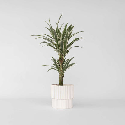 Dracaena Banddracena - Dracaena Deremensis 'White Stripe' - Höjd 60-70Cm - ⌀17Cm
