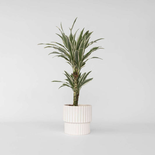 Dracaena Banddracena - Dracaena Deremensis 'White Stripe' - Höjd 60-70Cm - ⌀17Cm