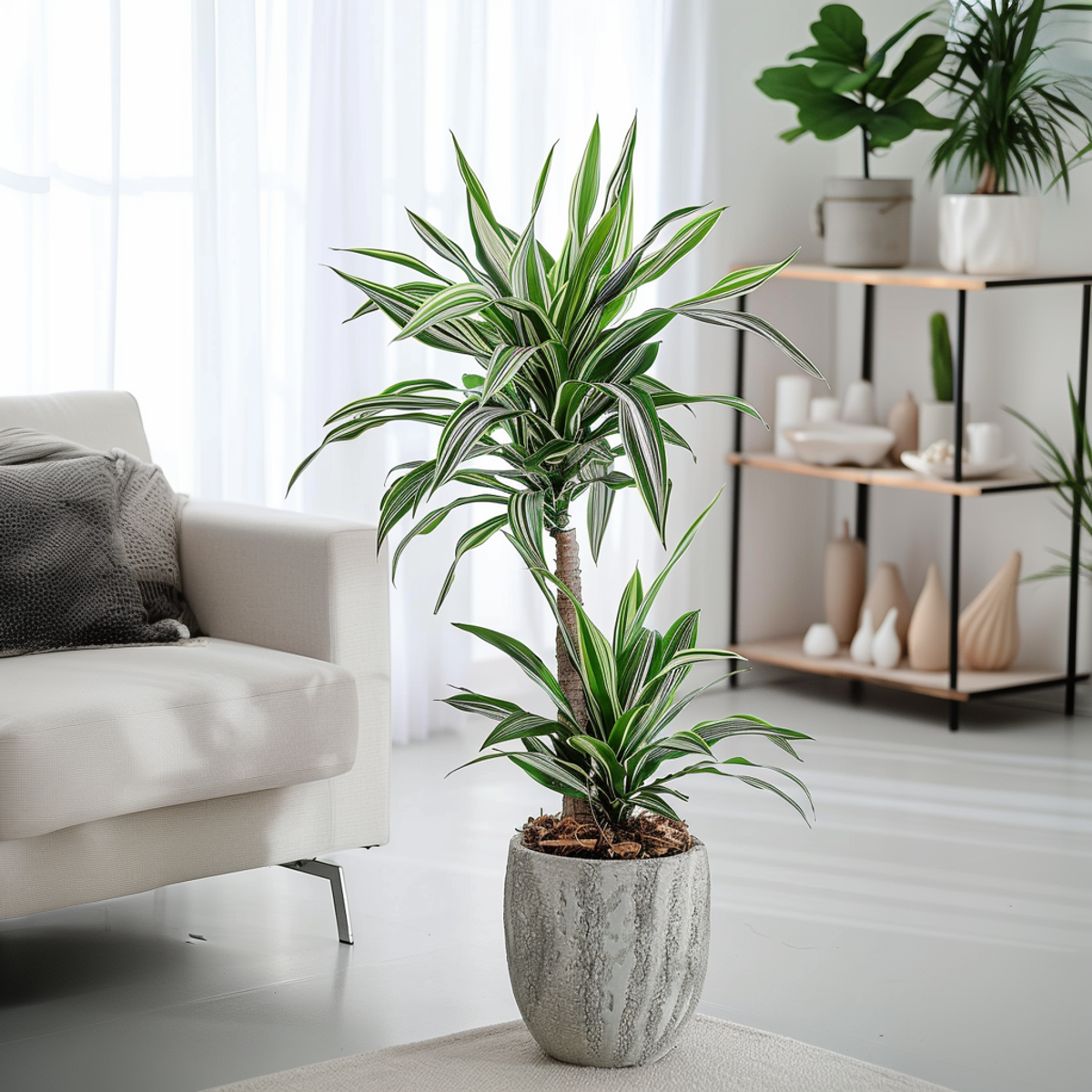 Dracaena Banddracena - Dracaena Deremensis 'White Stripe' - Höjd 60-70Cm - ⌀17Cm
