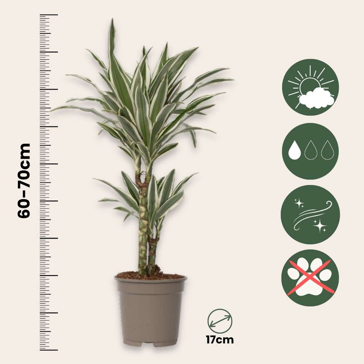 Dracaena Banddracena - Dracaena Deremensis 'White Stripe' - Höjd 60-70Cm - ⌀17Cm