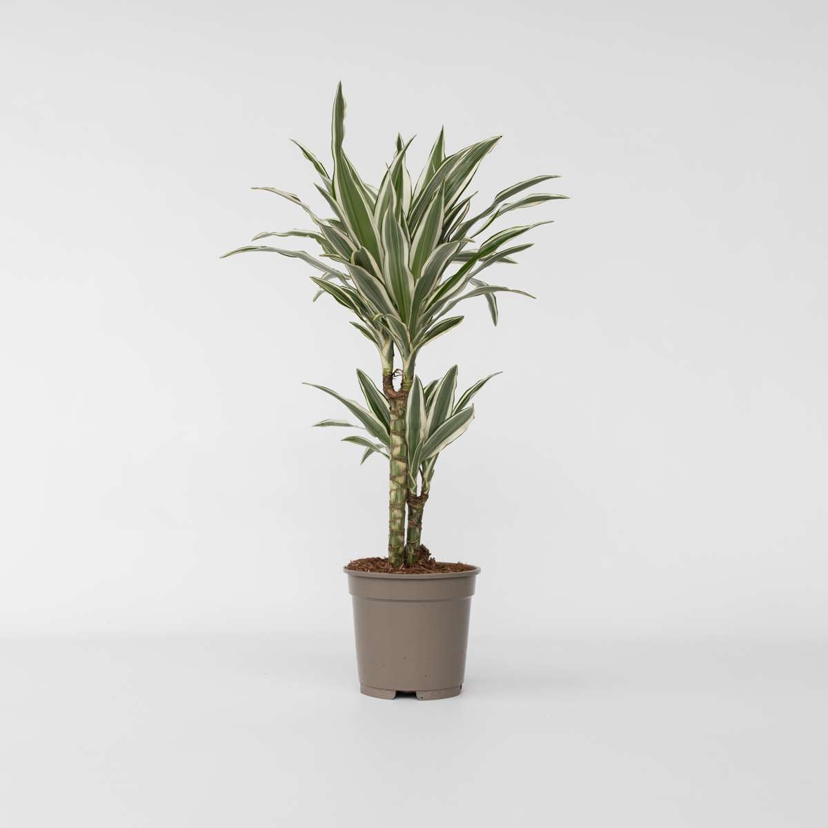Dracaena Banddracena - Dracaena Deremensis 'White Stripe' - Höjd 60-70Cm - ⌀17Cm