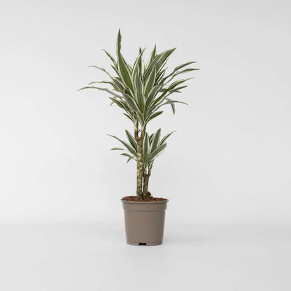 Dracaena Banddracena - Dracaena Deremensis 'White Stripe' - Höjd 60-70Cm - ⌀17Cm
