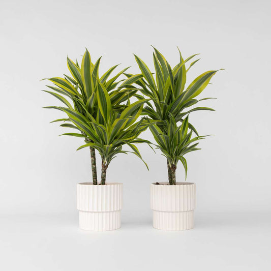 Florastore Banddracena - Set Om 2 - Dracaena Deremensis 'Lemon Lime' - Höjd 60-70Cm - ⌀17Cm