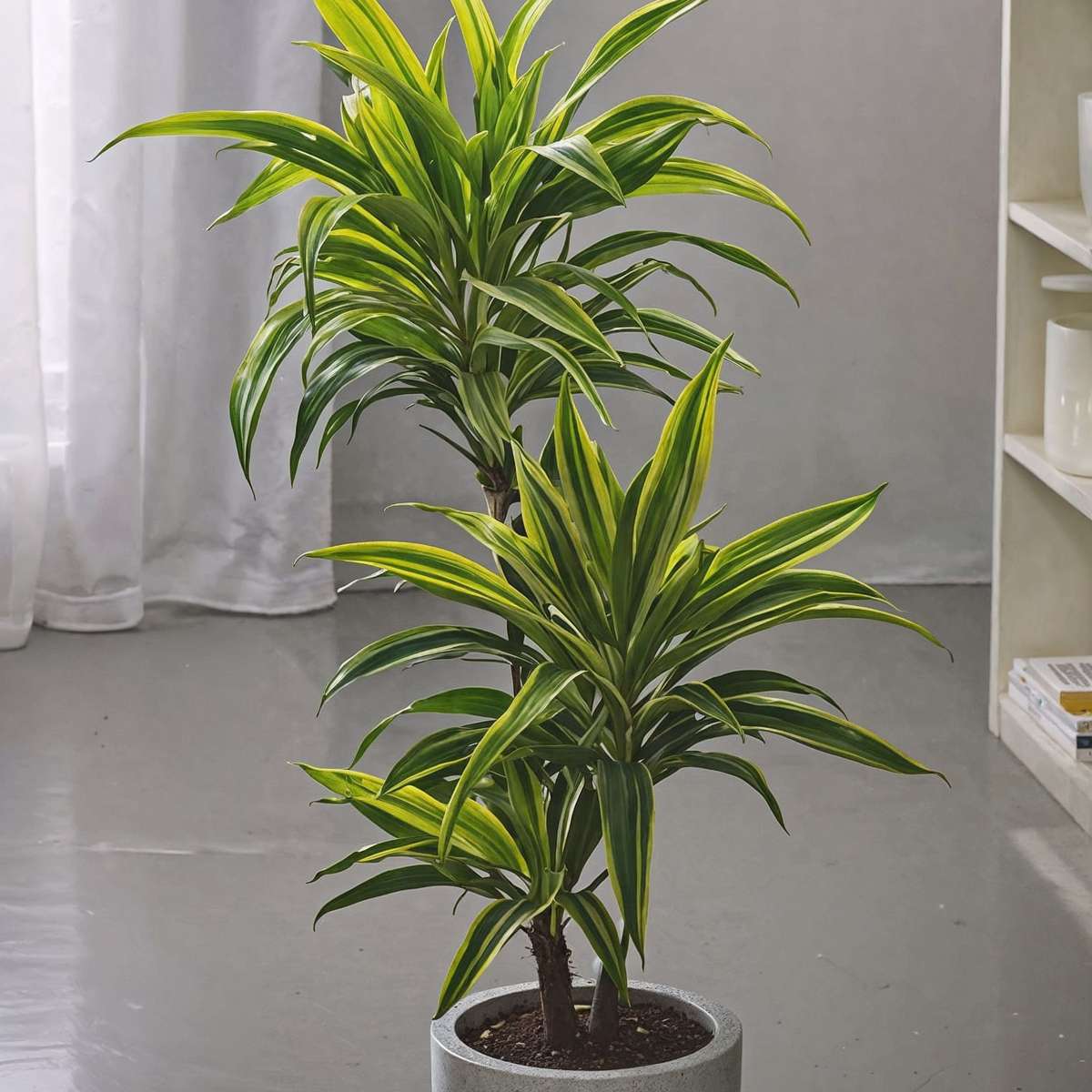 Out Of Category Houseplants Banddracena - Set Om 2 - Dracaena Deremensis 'Lemon Lime' - Höjd 60-70Cm - ⌀17Cm