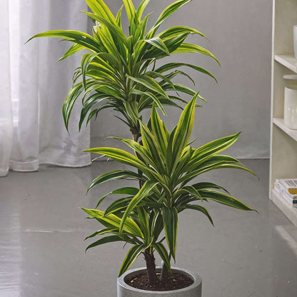 Out Of Category Houseplants Banddracena - Set Om 2 - Dracaena Deremensis 'Lemon Lime' - Höjd 60-70Cm - ⌀17Cm