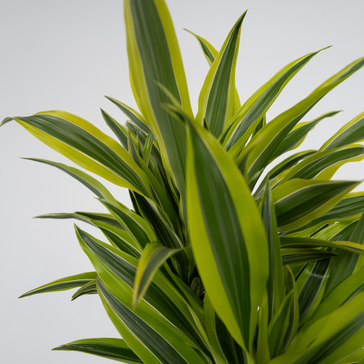 Out Of Category Houseplants Banddracena - Set Om 2 - Dracaena Deremensis 'Lemon Lime' - Höjd 60-70Cm - ⌀17Cm