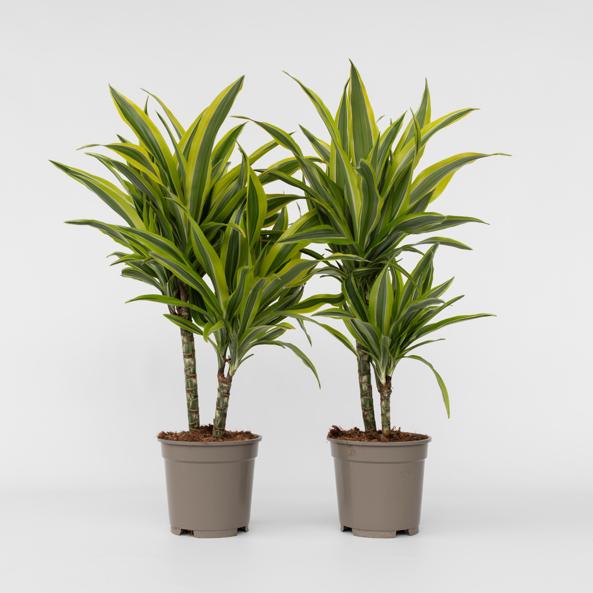 Out Of Category Houseplants Banddracena - Set Om 2 - Dracaena Deremensis 'Lemon Lime' - Höjd 60-70Cm - ⌀17Cm