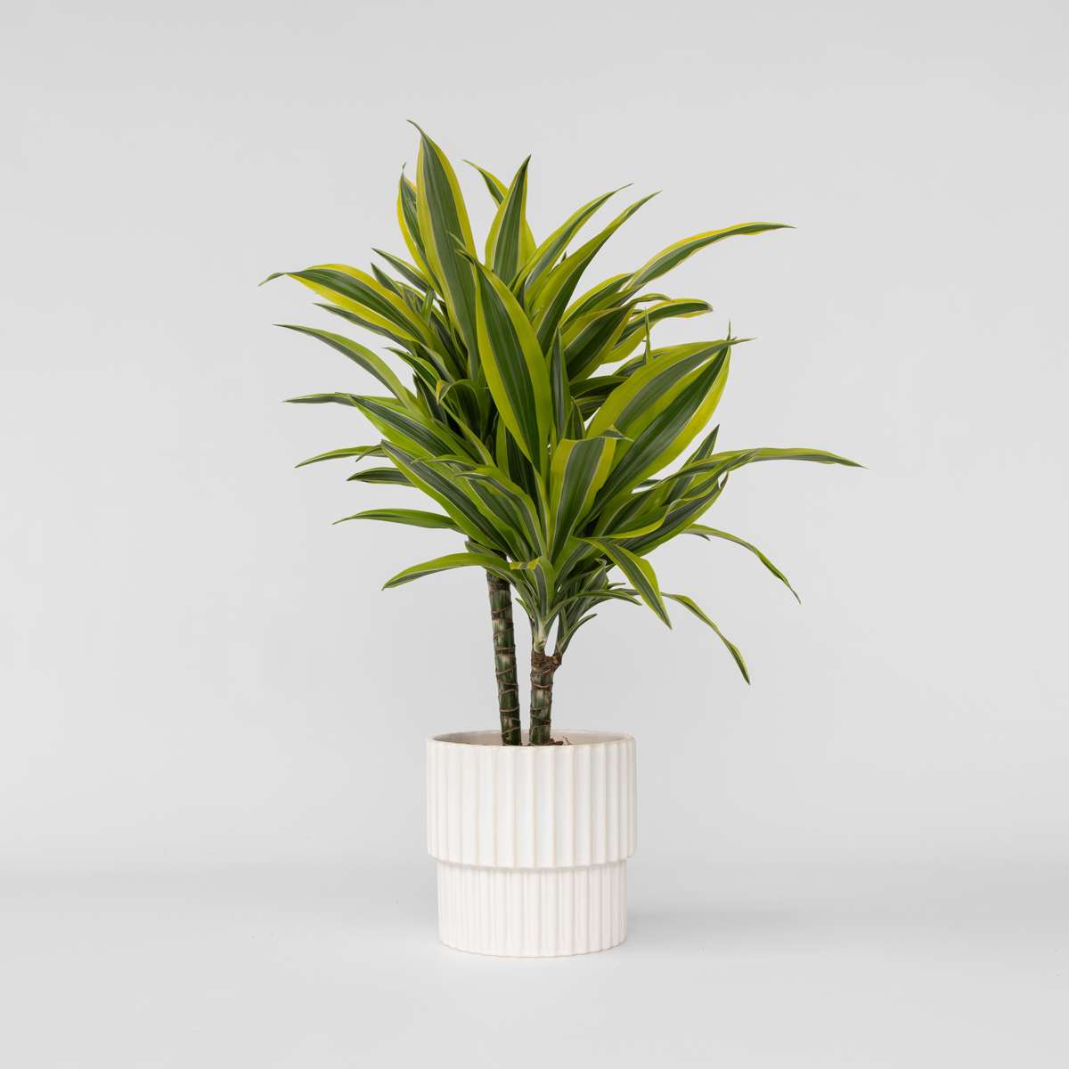 Dracaena Banddracena - Dracaena Deremensis 'Lemon Lime' - Höjd 60-70Cm - ⌀17Cm