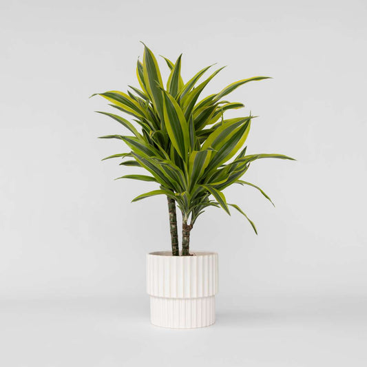 Dracaena Banddracena - Dracaena Deremensis 'Lemon Lime' - Höjd 60-70Cm - ⌀17Cm