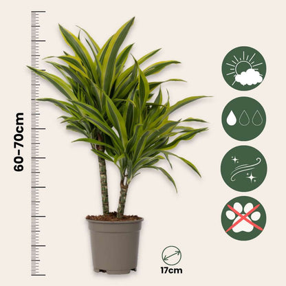 Dracaena Banddracena - Dracaena Deremensis 'Lemon Lime' - Höjd 60-70Cm - ⌀17Cm