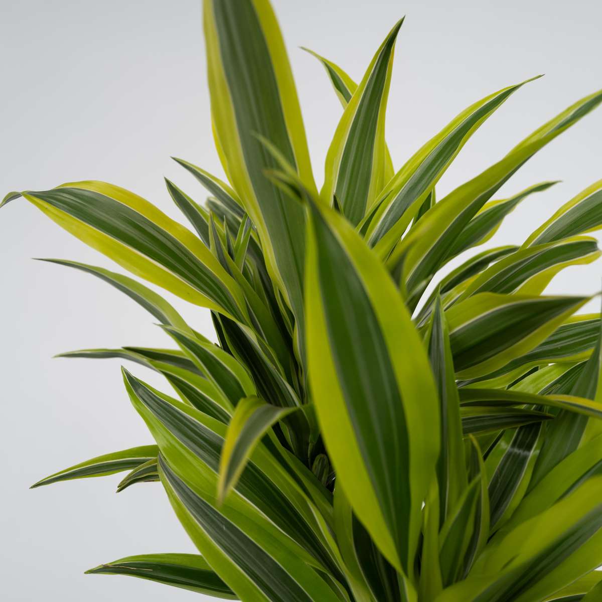 Dracaena Banddracena - Dracaena Deremensis 'Lemon Lime' - Höjd 60-70Cm - ⌀17Cm