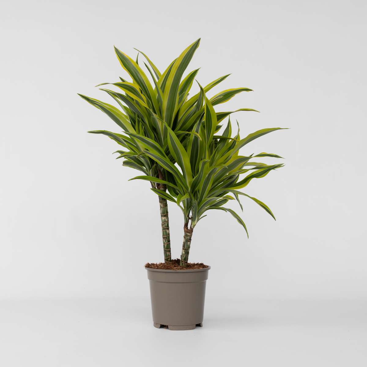 Dracaena Banddracena - Dracaena Deremensis 'Lemon Lime' - Höjd 60-70Cm - ⌀17Cm