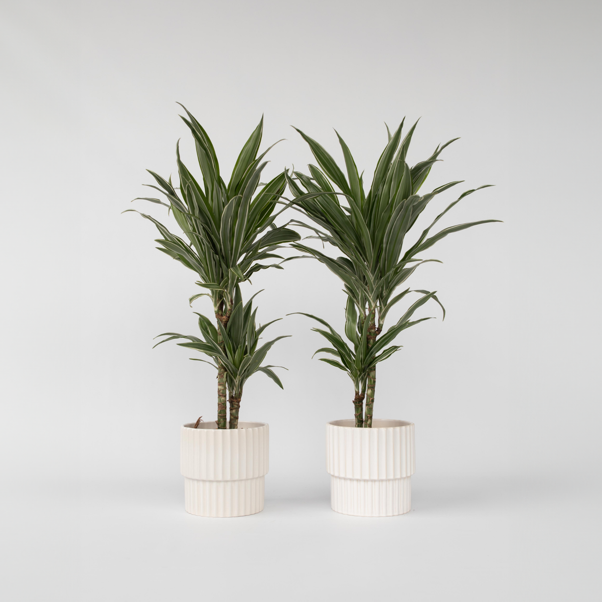 Florastore Banddracena - Set Om 2 - Dracaena Deremensis 'Warneckei' - Höjd 60-70Cm - ⌀17Cm