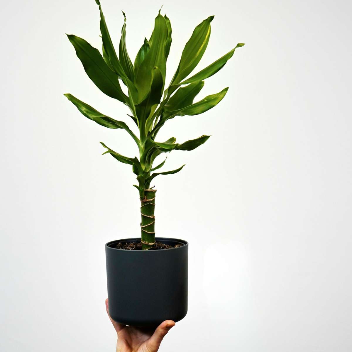 Out Of Category Houseplants Banddracena - Set Om 2 - Dracaena Deremensis 'Warneckei' - Höjd 60-70Cm - ⌀17Cm