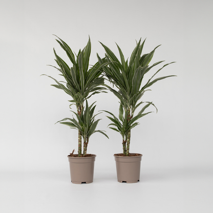 Out Of Category Houseplants Banddracena - Set Om 2 - Dracaena Deremensis 'Warneckei' - Höjd 60-70Cm - ⌀17Cm
