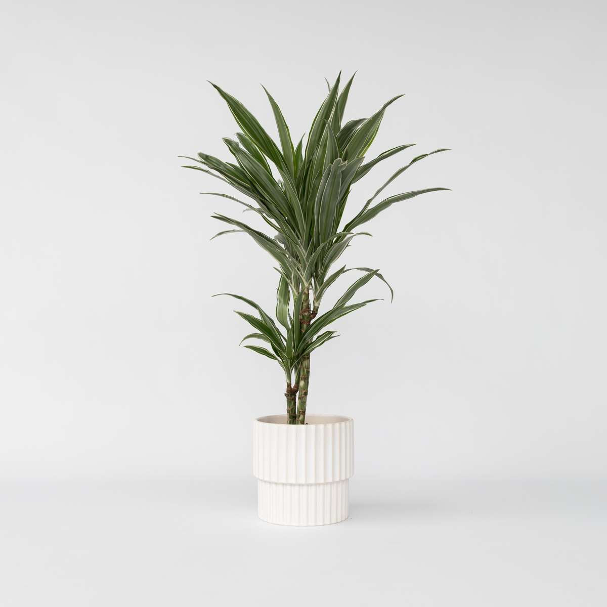 Florastore Banddracena - Dracaena Deremensis 'Warneckei' - Höjd 60-70Cm - ⌀17Cm