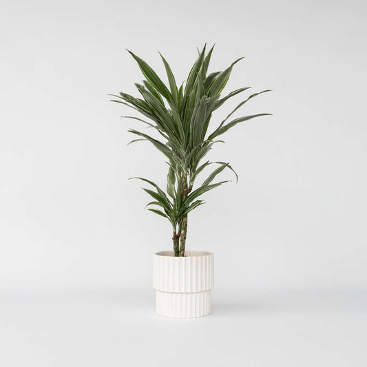 Dracaena Banddracena - Dracaena Deremensis 'Warneckei' - Höjd 60-70Cm - ⌀17Cm