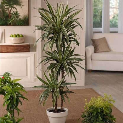 Dracaena Banddracena - Dracaena Deremensis 'Warneckei' - Höjd 60-70Cm - ⌀17Cm