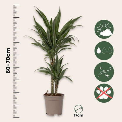 Dracaena Banddracena - Dracaena Deremensis 'Warneckei' - Höjd 60-70Cm - ⌀17Cm