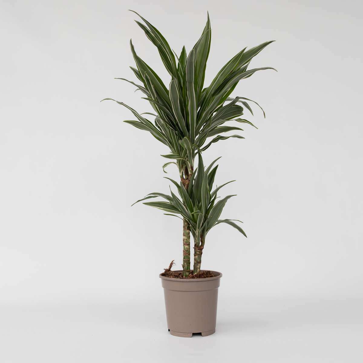 Dracaena Banddracena - Dracaena Deremensis 'Warneckei' - Höjd 60-70Cm - ⌀17Cm