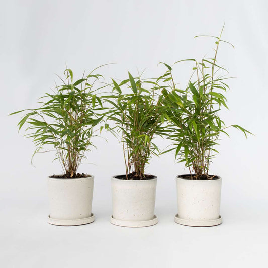 Florastore Blå Bambu - Set Om 3 - Fargesia Papyrifera 'Grex' - Höjd 30-40Cm - ⌀13Cm