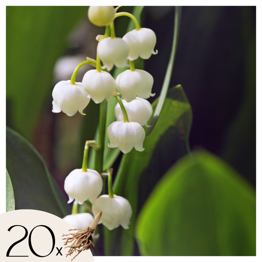 Florastore Liljekonvalj - Set Om 20 - Convallaria 'Majalis' - Blomlökar - Vit