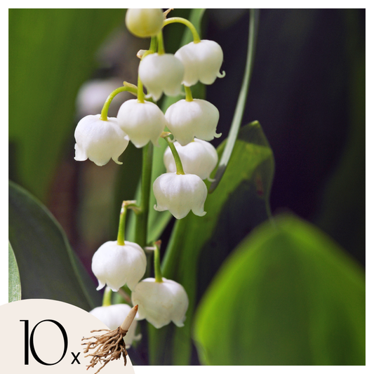 Florastore Liljekonvalj - Set Om 10 - Convallaria 'Majalis' - Blomlökar - Vit