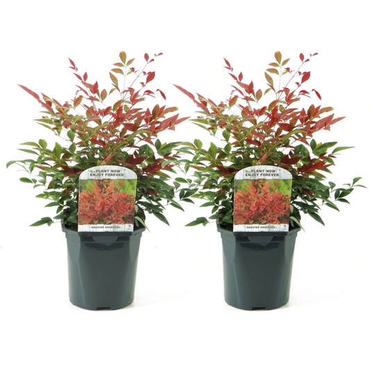 Florastore Nandina Bambu - Set Om 2 - Nandina Domestica 'Obsessed' - Höjd 25-40Cm - ⌀17Cm