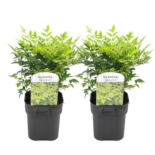 Florastore Nandina Bambu - Set Om 2 - Nandina Domestica 'Lemon Lime' - Höjd 25-40Cm - ⌀17Cm