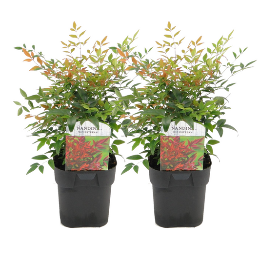 Florastore Nandina Bambu - Set Om 2 - Nandina Domestica 'Gulfstream' - Höjd 25-40Cm - ⌀17Cm