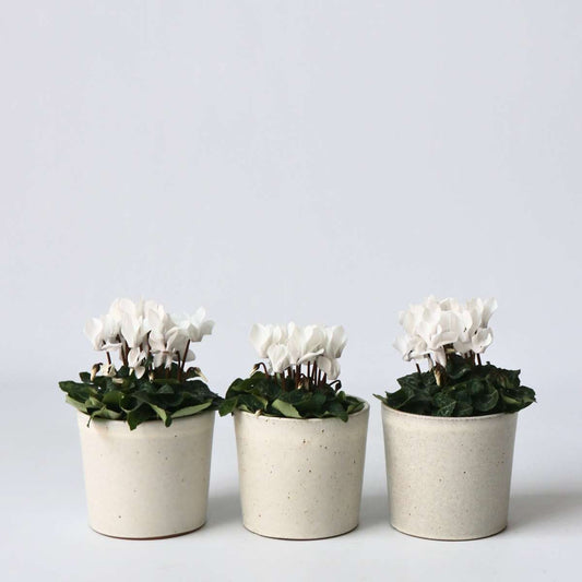 Florastore Persiskt Cyklamen - Set Om 6 - Cyclamen Persicum 'White' - Höjd 10-20Cm - ⌀9Cm
