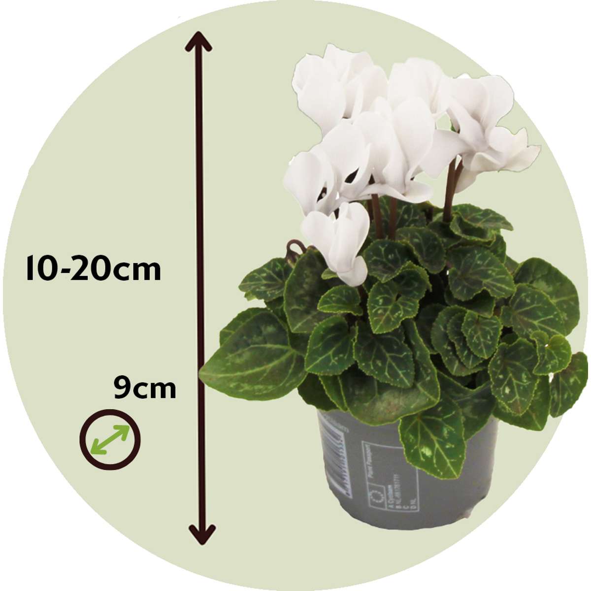 Other Garden Plants Persiskt Cyklamen - Set Om 6 - Cyclamen Persicum 'White' - Höjd 10-20Cm - ⌀9Cm