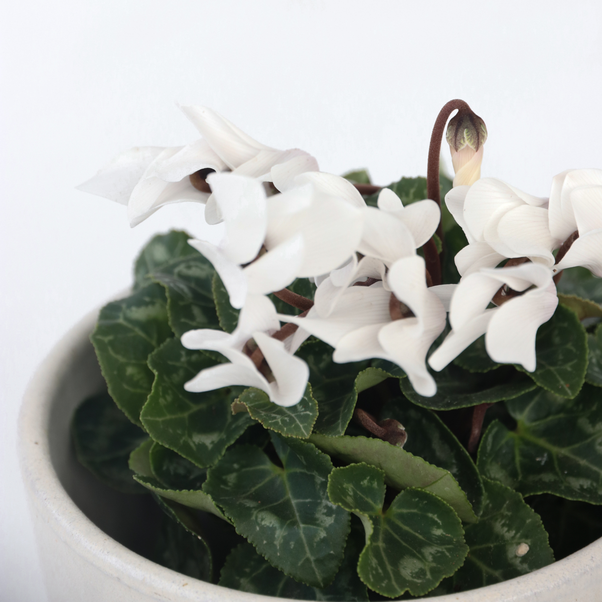 Other Garden Plants Persiskt Cyklamen - Set Om 6 - Cyclamen Persicum 'White' - Höjd 10-20Cm - ⌀9Cm