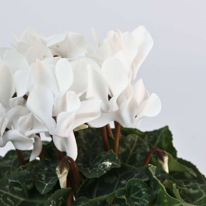 Other Garden Plants Persiskt Cyklamen - Set Om 6 - Cyclamen Persicum 'White' - Höjd 10-20Cm - ⌀9Cm