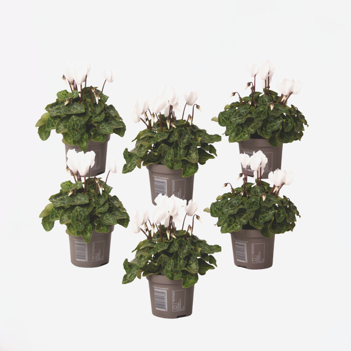 Other Garden Plants Persiskt Cyklamen - Set Om 6 - Cyclamen Persicum 'White' - Höjd 10-20Cm - ⌀9Cm