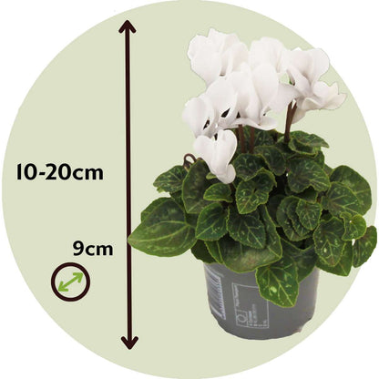 Other Garden Plants Persiskt Cyklamen - Set Om 3 - Cyclamen Persicum 'White' - Höjd 10-20Cm - ⌀9Cm