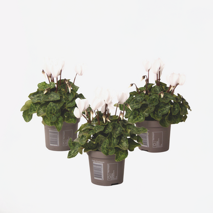 Other Garden Plants Persiskt Cyklamen - Set Om 3 - Cyclamen Persicum 'White' - Höjd 10-20Cm - ⌀9Cm