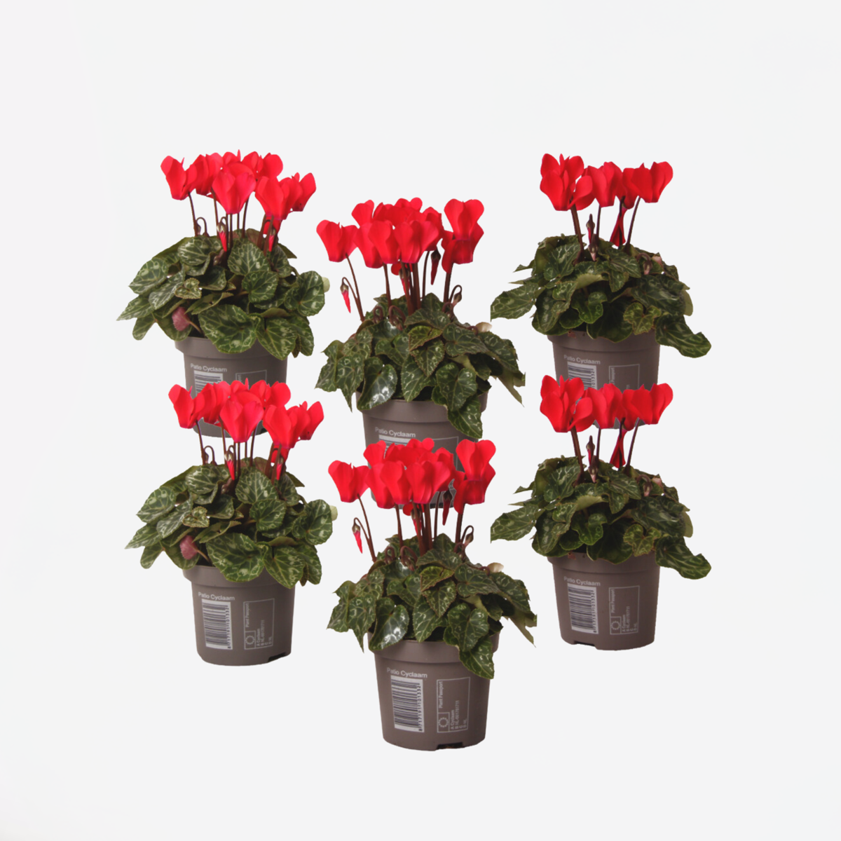 Out Of Category Garden Plants Persiskt Cyklamen - Set Om 6 - Cyclamen Persicum - Höjd 10-20Cm - ⌀9Cm