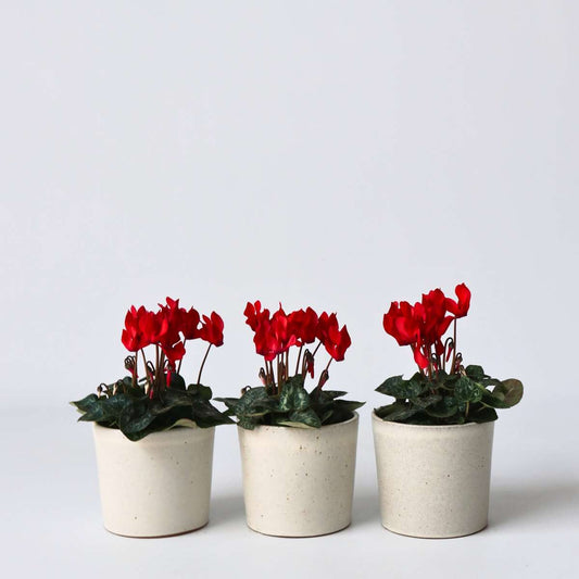 Florastore Persiskt Cyklamen - Set Om 3 - Cyclamen Persicum - Höjd 10-20Cm - ⌀9Cm