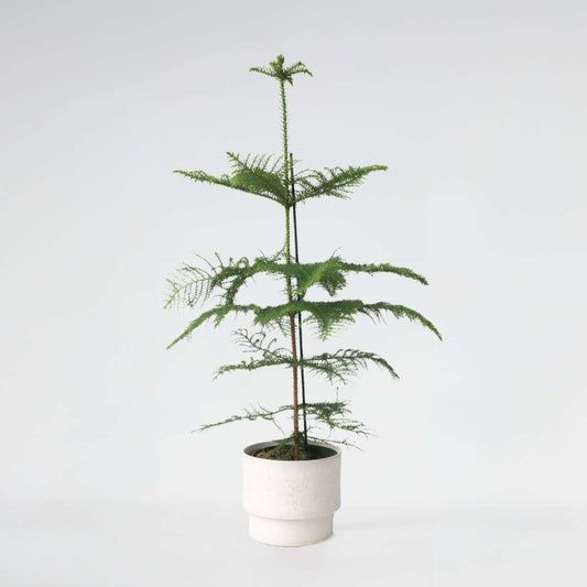 Other Green Houseplants Rumsgran - Araucaria Heterophylla - Höjd 70-80Cm - ⌀21Cm