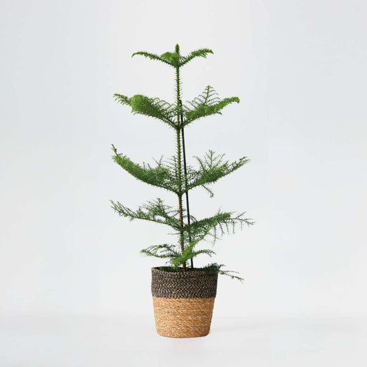 Other Green Houseplants Rumsgran - Araucaria Heterophylla - Höjd 50-60Cm - ⌀17Cm