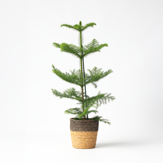 Florastore Rumsgran - Araucaria Heterophylla - Höjd 50-60Cm - ⌀17Cm